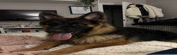 German Shepherd dogs for sale: Rehoming 1 Year Old Male German Shepherd - Advert 3