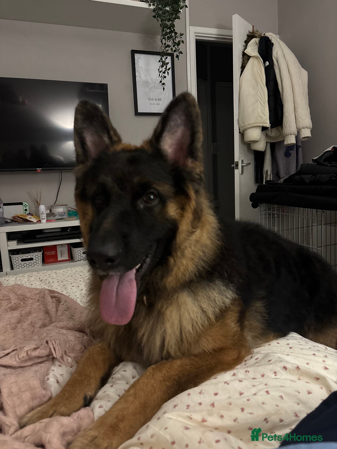 German Shepherd dogs for sale: Rehoming 1 Year Old Male German Shepherd - Advert 3