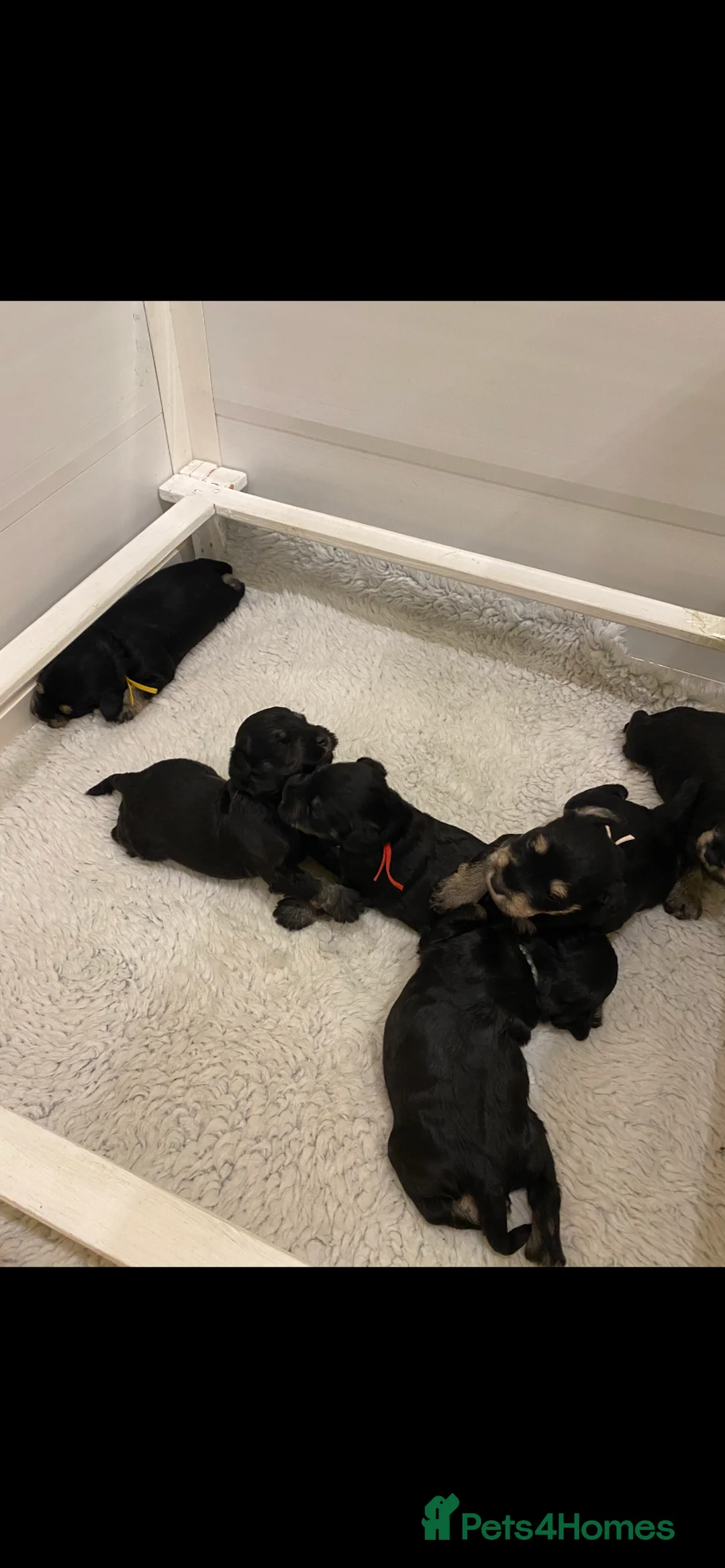 Miniature Schnauzer dogs for sale: Miniature schnauzers  - Advert 4