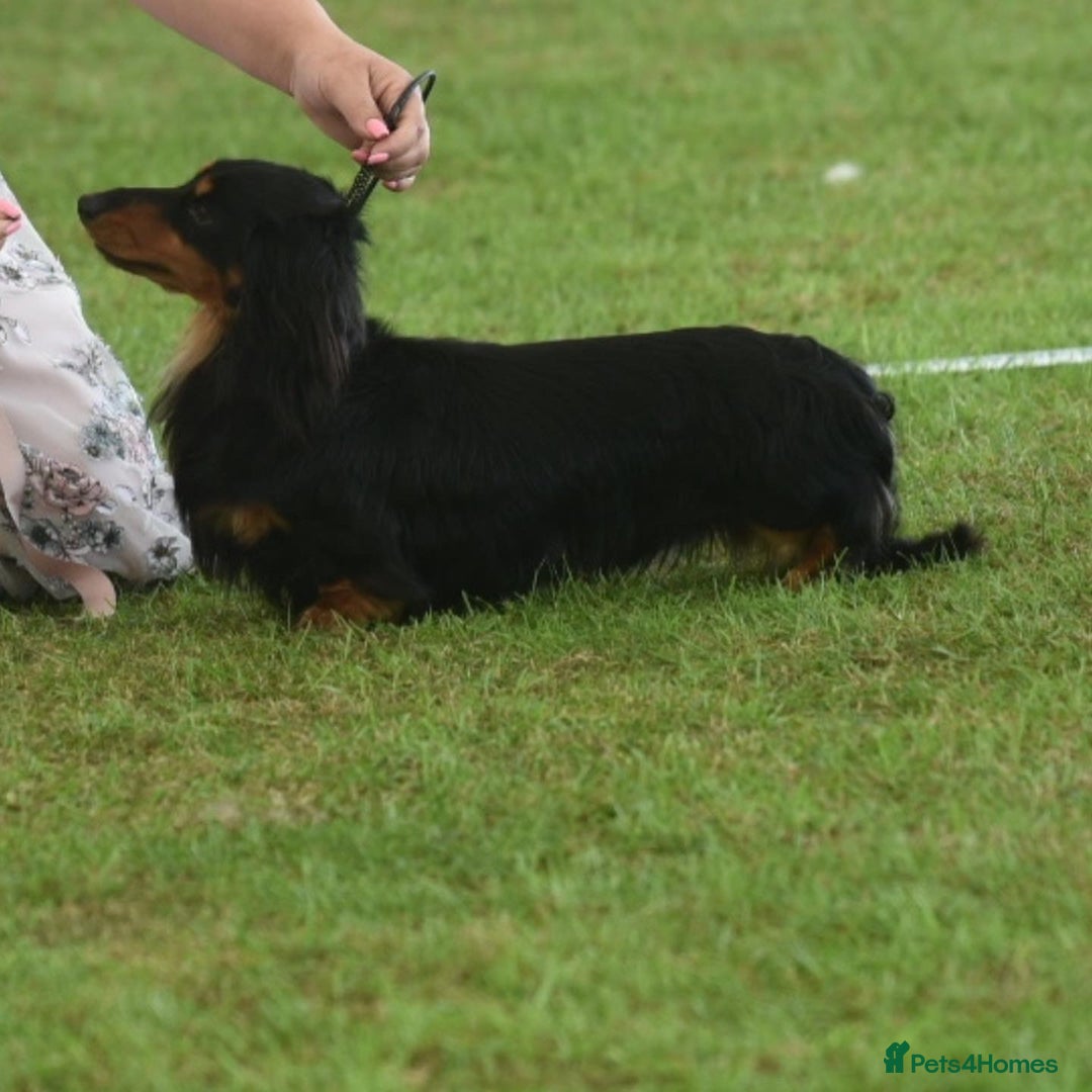 Dachshund dogs for stud: Quality miniature long hair dachshund for stud  in Saint Austell - Advert 5