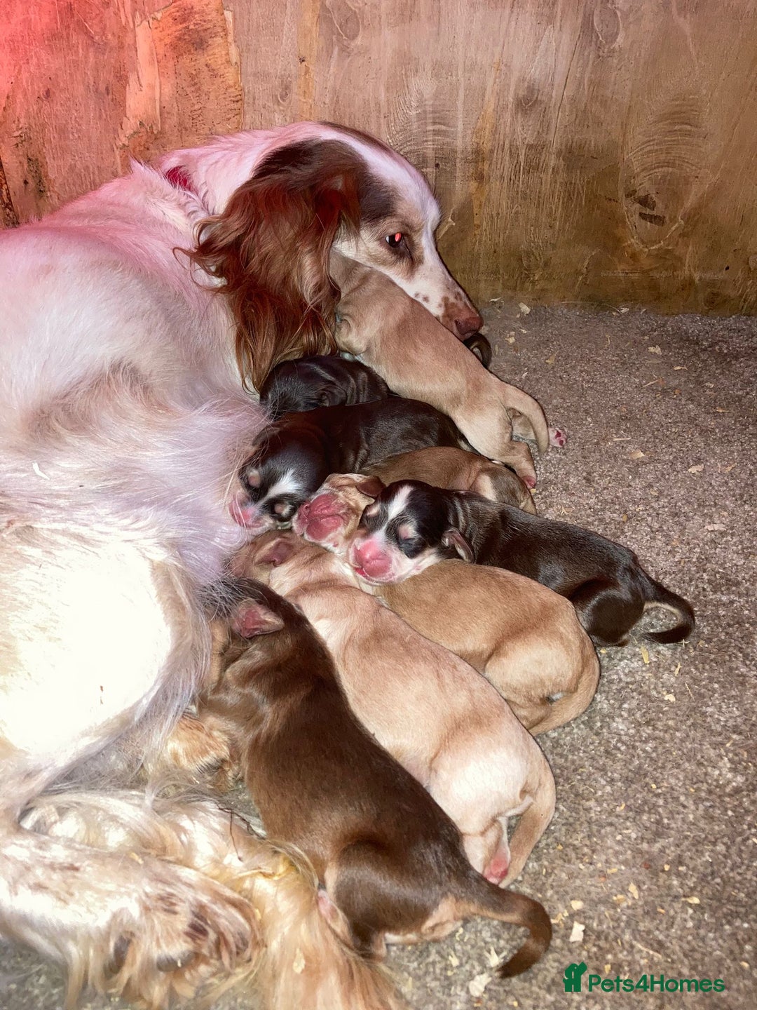 Cocker Spaniel dogs for sale: Cocker Spaniel puppies  - Image 3