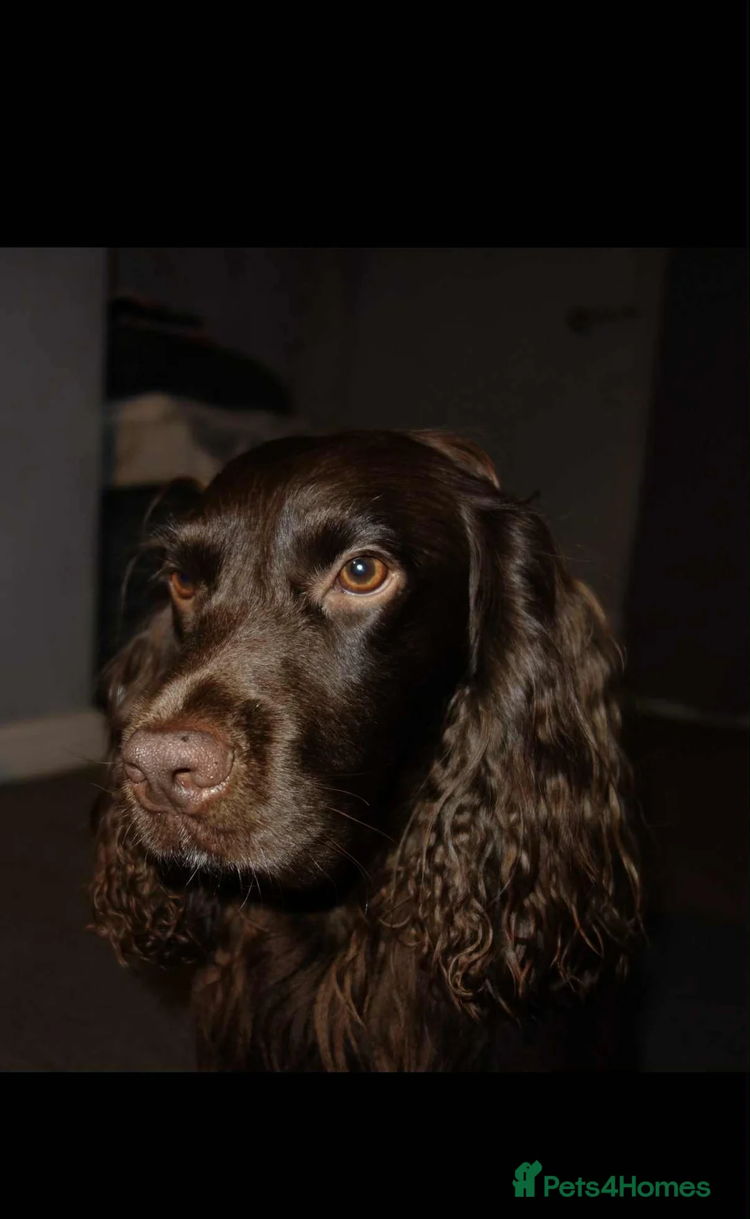 Cocker Spaniel dogs for stud: For stud - Advert 4