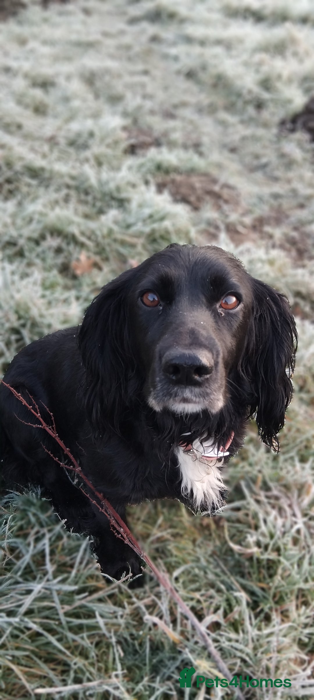 Cockapoo dogs for sale: Perfect Cockerpoo puppies  - Advert 9