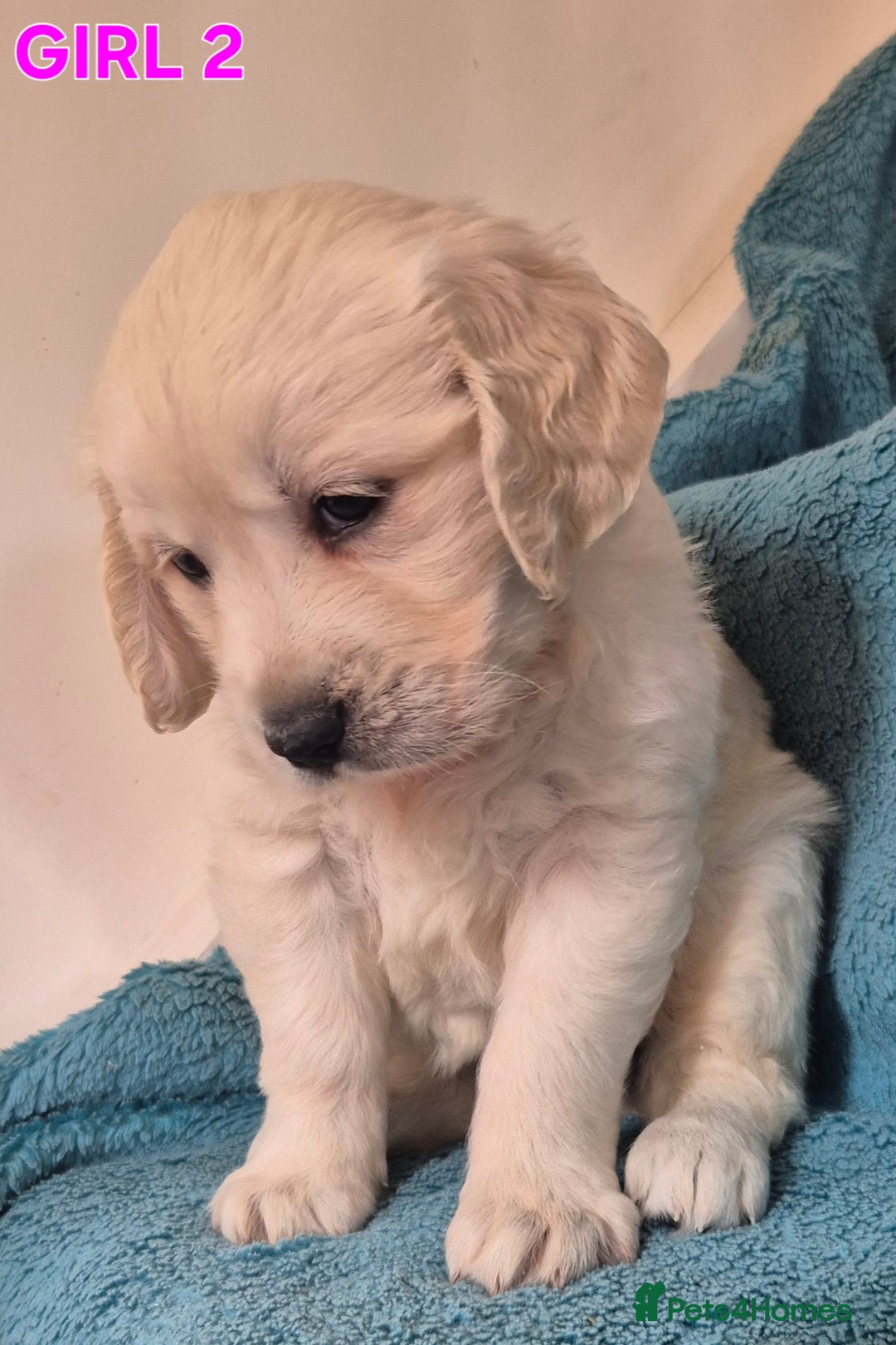 Golden Retriever dogs for sale: Show type Golden Retrievers health tested parents - Image 20