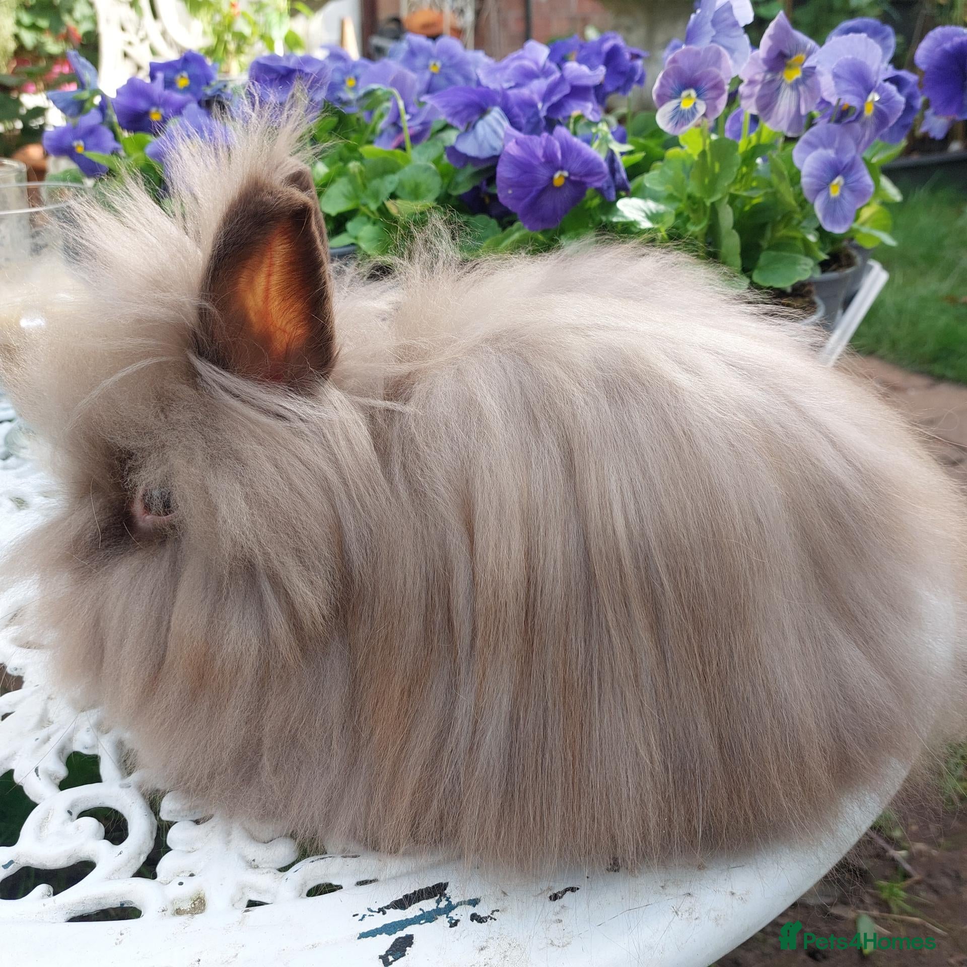 Lionhead rabbits PUREBRED DOUBLE/TEDDY LION HEAD BABIES  - Advert 1