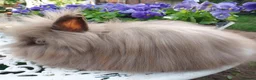 Lionhead rabbits for sale: PUREBRED DOUBLE/TEDDY LION HEAD BABIES  - Advert 2