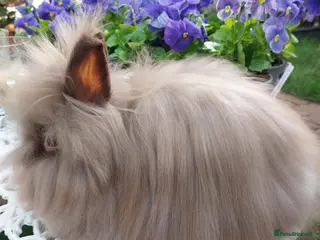 Lionhead rabbits PUREBRED DOUBLE/TEDDY LION HEAD BABIES - Advert 2