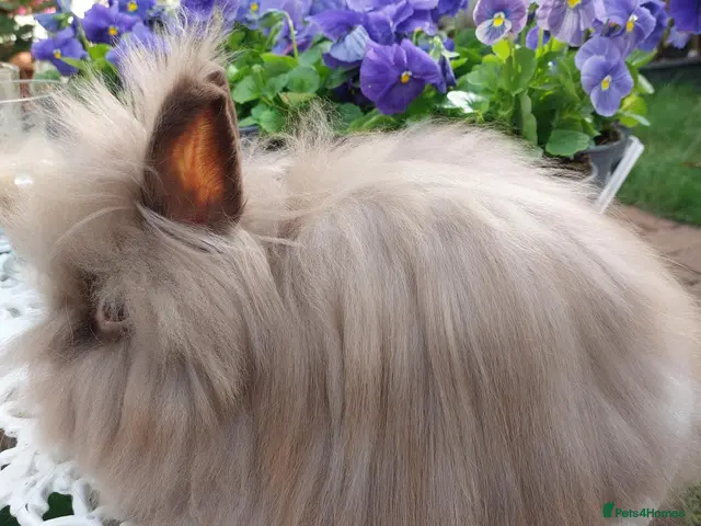 Lionhead rabbits PUREBRED DOUBLE/TEDDY LION HEAD BABIES - Advert 2