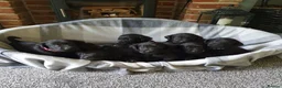 Labrador Retriever dogs for sale: WORKING BLACK LABRADOR PUPPIES-DRAKESHEAD LINE - Advert 4