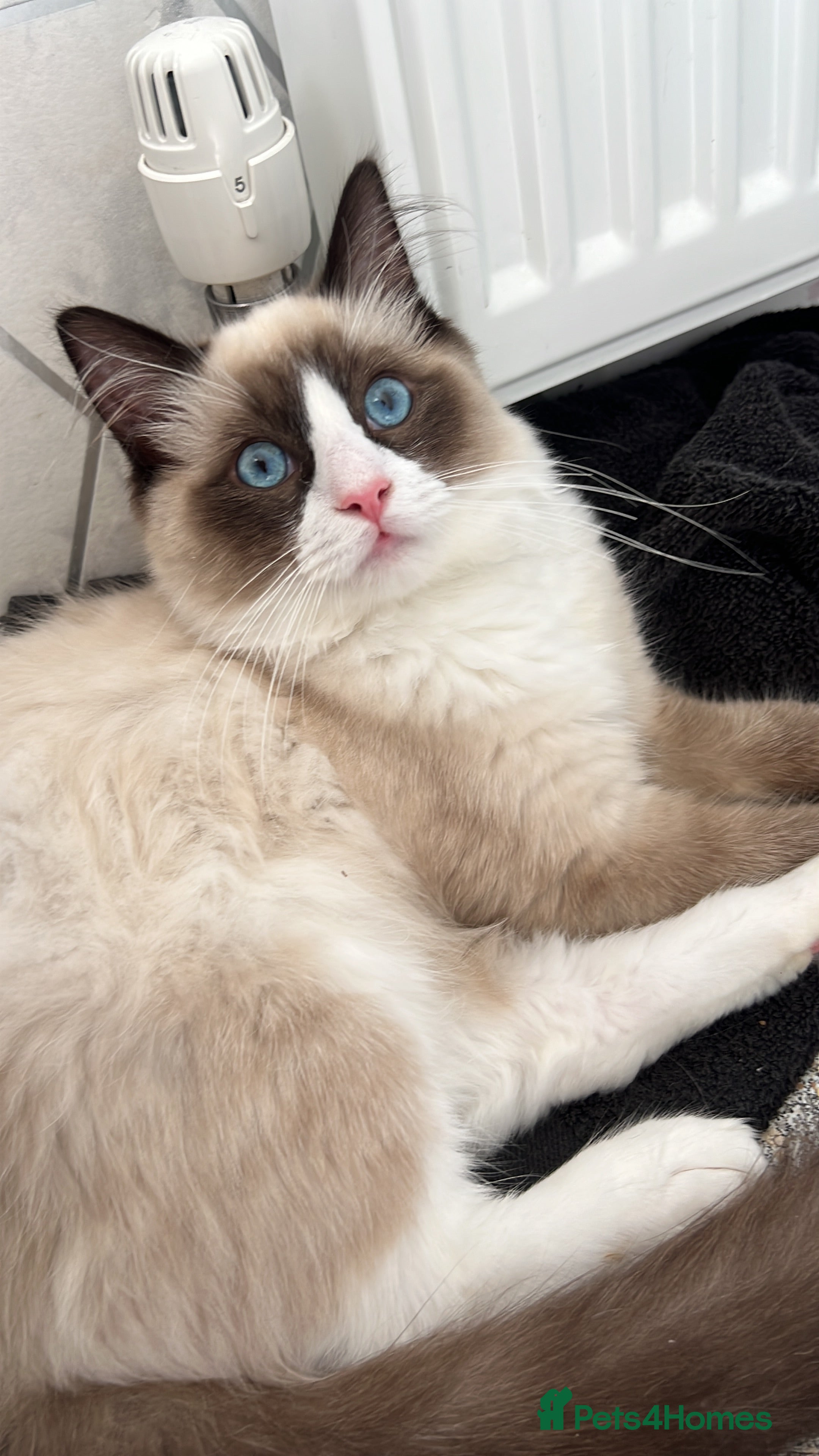 Ragdoll cats Male ragdoll  - Advert 2