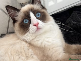 Ragdoll cats Male ragdoll - Advert 2