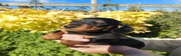 Miniature Dachshund dogs for sale: perfect true to type miniature Dachshund puppies   in Thirsk - Advert 11