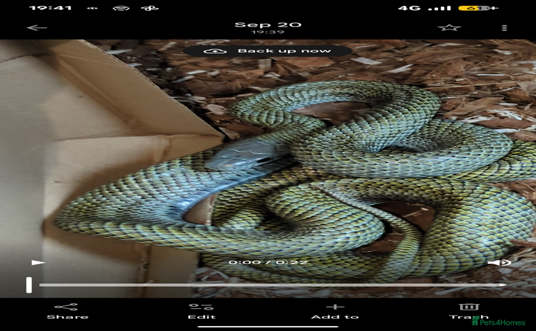 Rat Snake reptiles - Advert 1