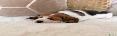 Beagle 3 ( tri female ) 