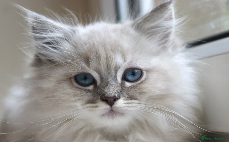 Ragdoll cats - Advert 1