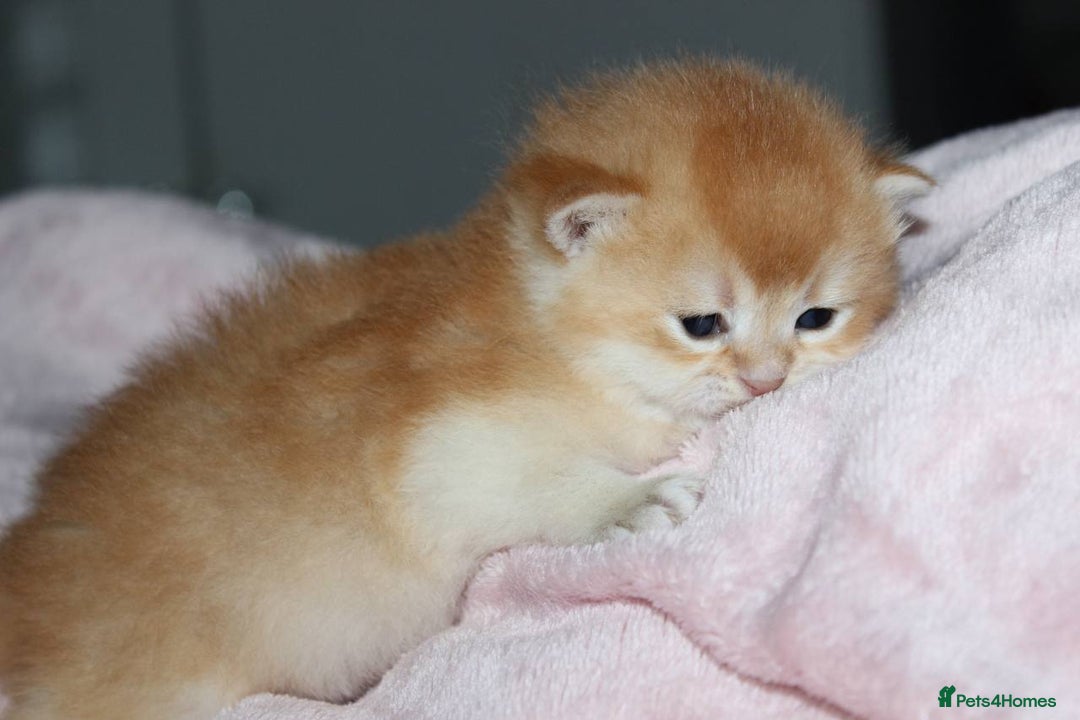 British Shorthair cats for sale: ⭐️Golden and Blue Golden Chinchilla kittens⭐️ - Image 8