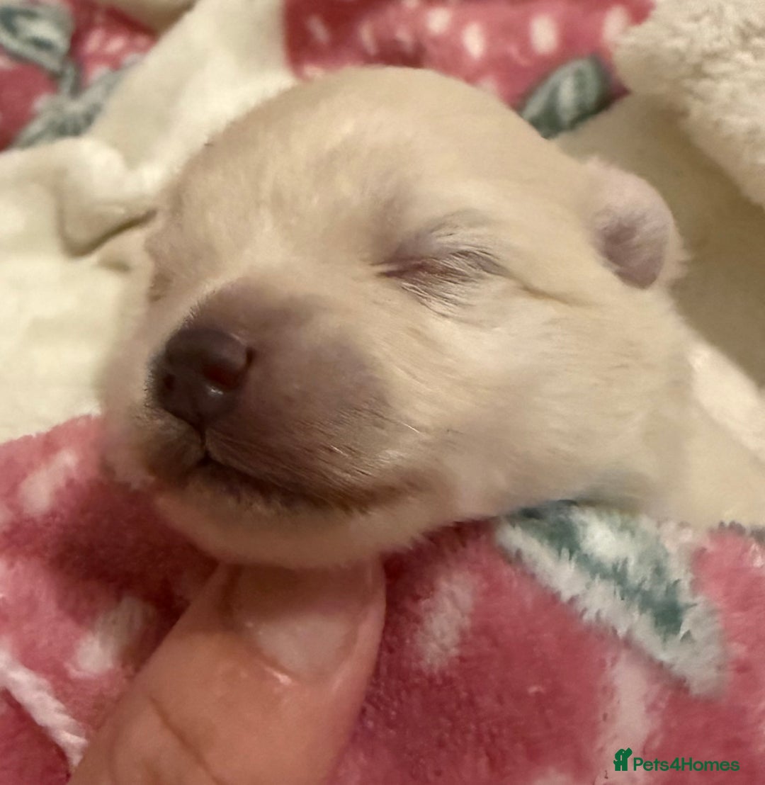 Pomeranian dogs for sale: 3 Beautiful small white Pomeranian pups  - Image 3