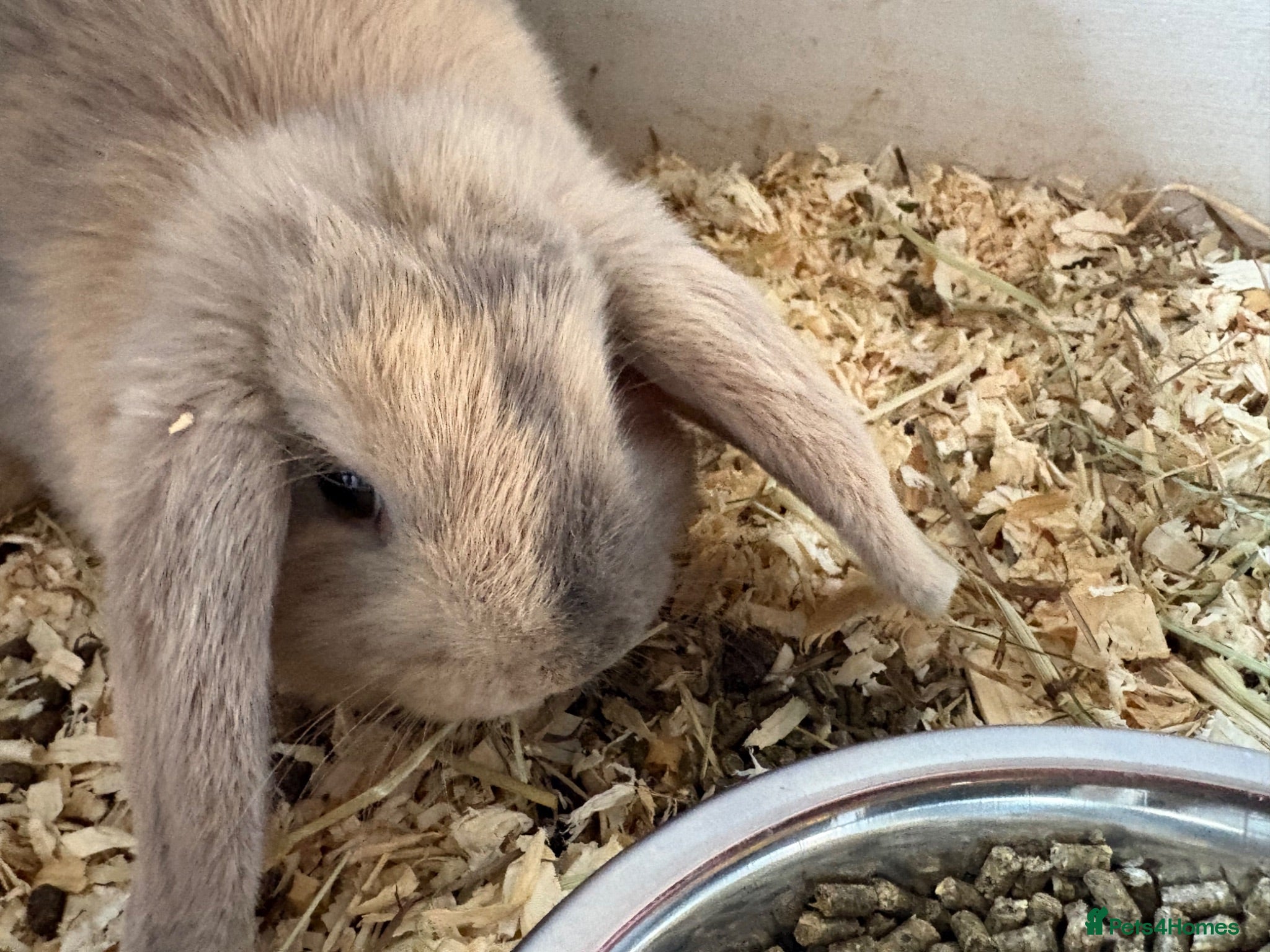 Mini Lop rabbits Bunny and hutch - Advert 1