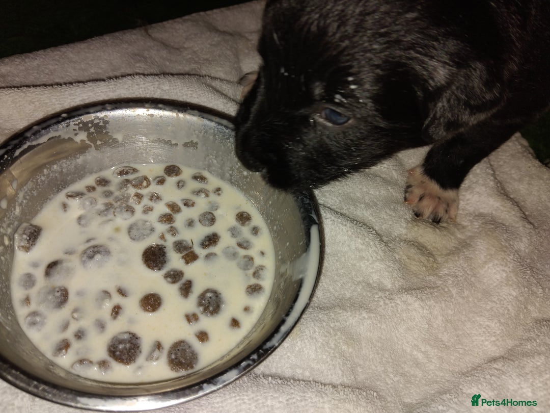 Border Collie dogs for sale: Border Collie 3/4 Kelpie 1/4 puppies - Image 10