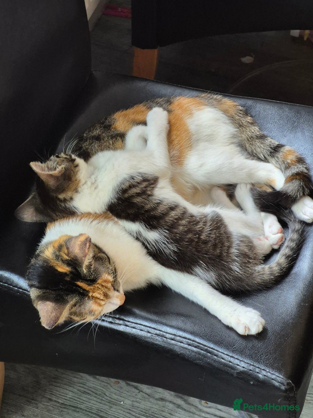 Mixed Breed cats for sale: 2 beautiful male kittens  - Image 2