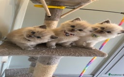 Ragdoll cats for sale: Blue and Pure Blue Mitted Ragdoll Kittens - Image 3