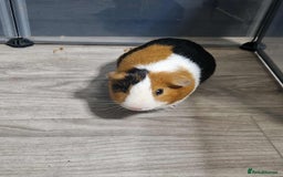 Guinea Pig rodents for sale: male Guinea pig - Image 1