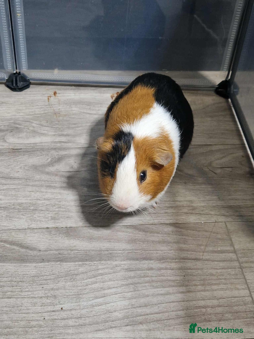 Guinea Pig rodents for sale: male Guinea pig - Image 1
