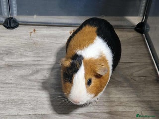 Guinea Pig rodents for sale - Advert 2