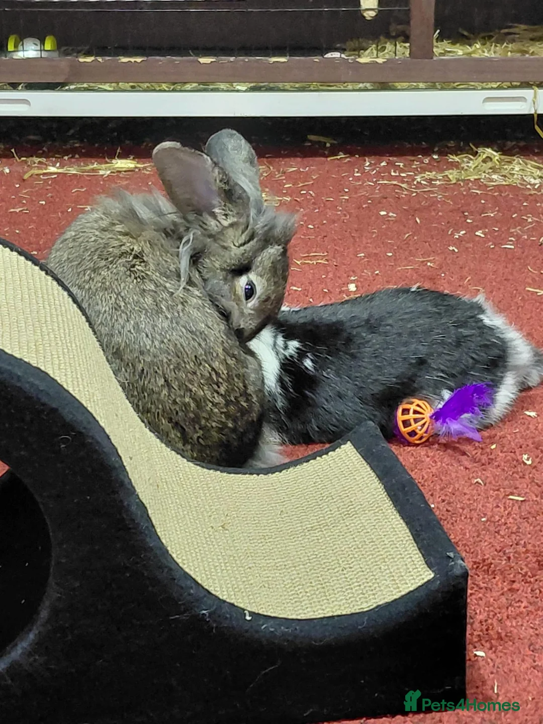Lionhead rabbits for sale: URGENT Home needed for Harley  - Advert 2