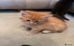 Ragdoll cats for sale: Ragdoll x kittens. Tabby and apricot and cream - Image 4
