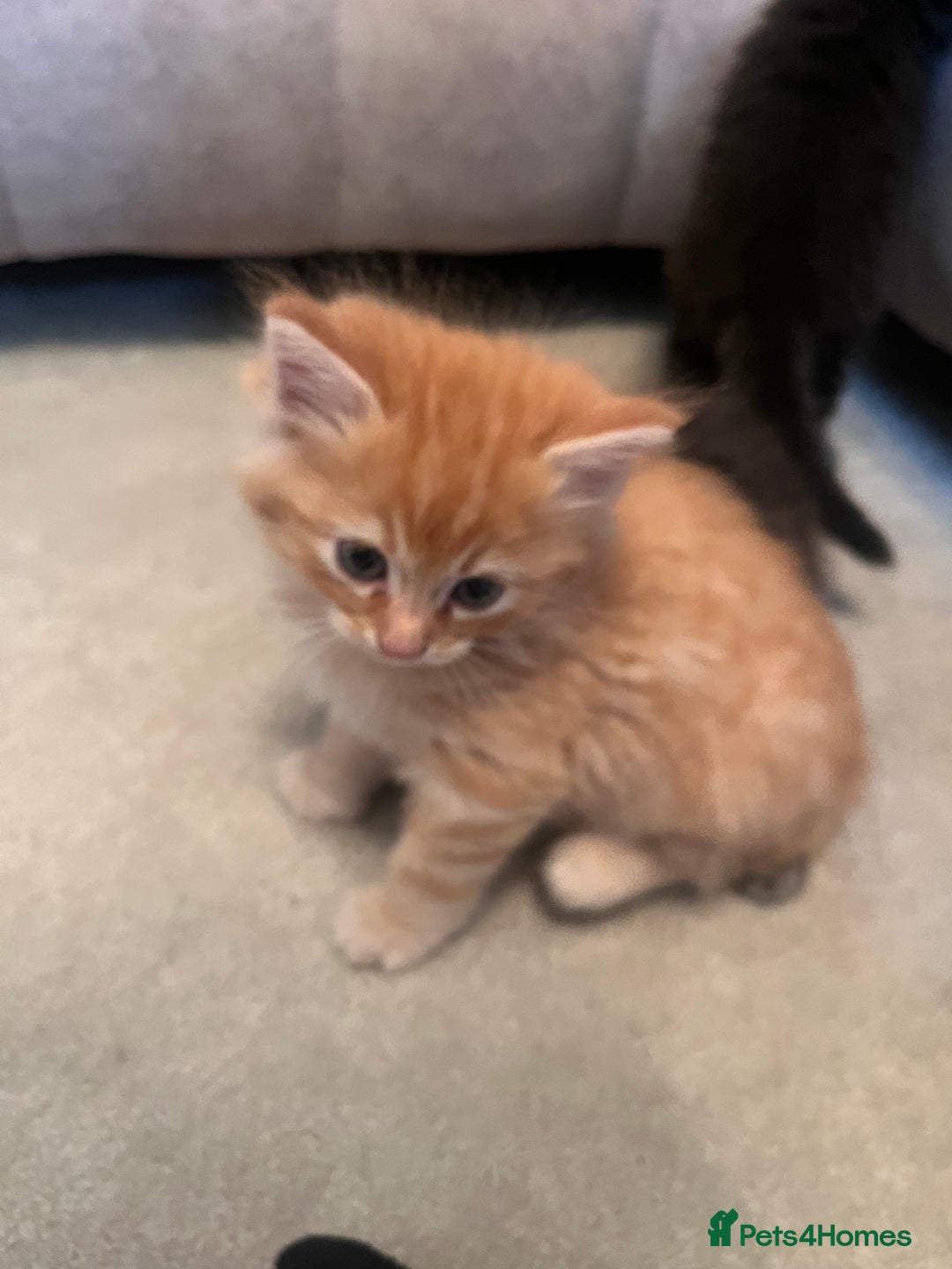 Ragdoll cats for sale: Ragdoll x kittens. Tabby and apricot and cream - Image 4