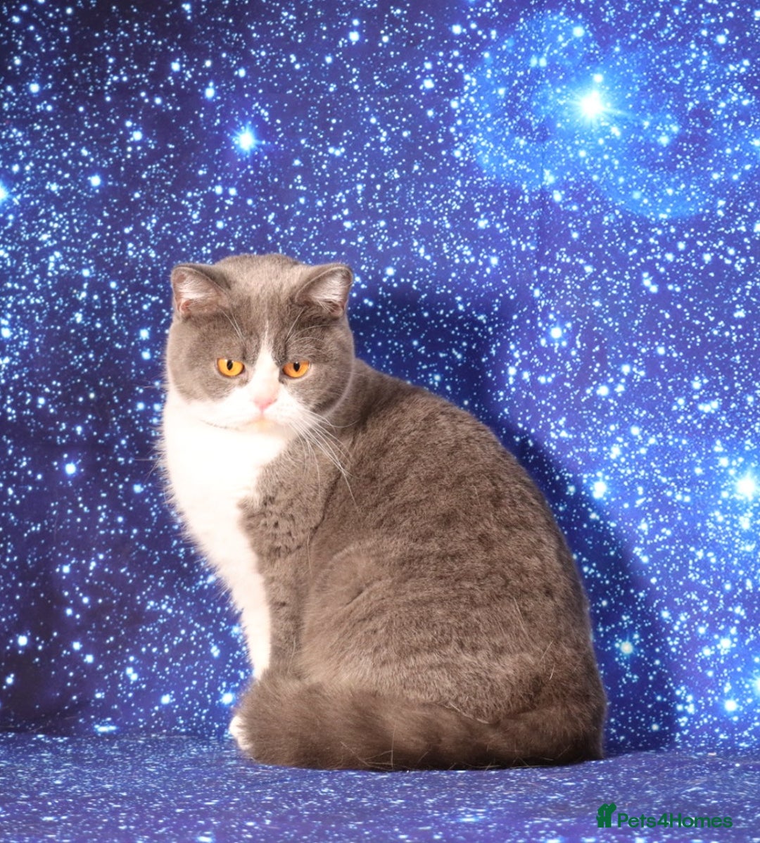 British Shorthair cats for sale: Tica registered British Shorthair kittens - Advert 11