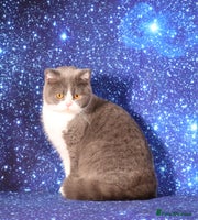 British Shorthair cats Tica registered British Shorthair kittens - Advert 1