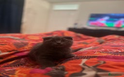 Scottish Fold cats for sale: Scottish Fold / Ragdoll - Image 3