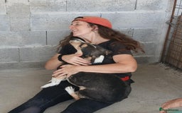 Mixed Breed dogs for adoption: Walter, 3 yrs old. Available for adoption. - Image 11