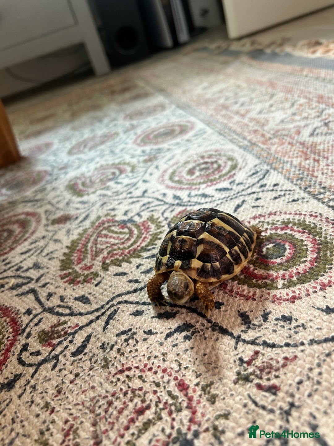 Hermann Tortoise reptiles for sale: Two Dwarf Hermann Tortoises & full set-up - Image 10