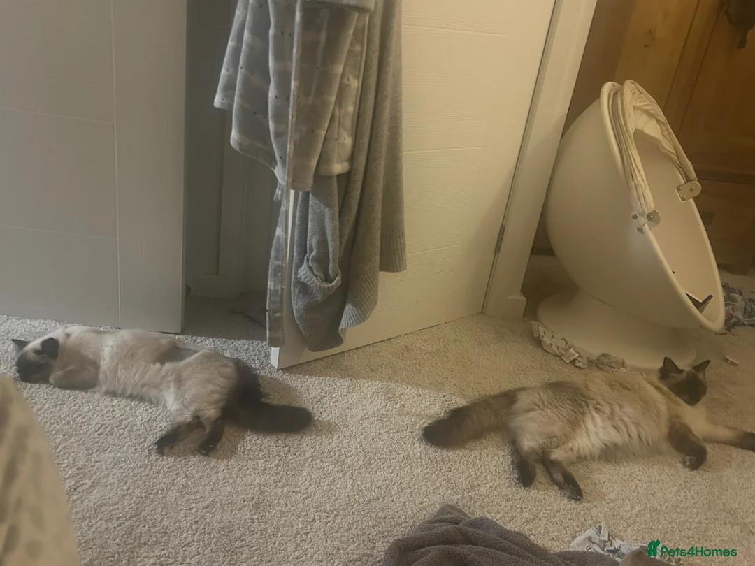 Ragdoll cats for sale: Male and Female Ragdolls available  in Worcester - Advert 5