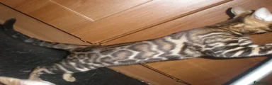 Bengal 4