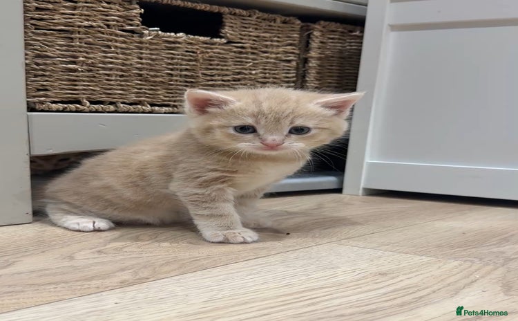 Mixed Breed cats - Advert 1