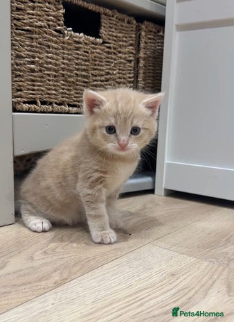 Mixed Breed cats - Advert 1