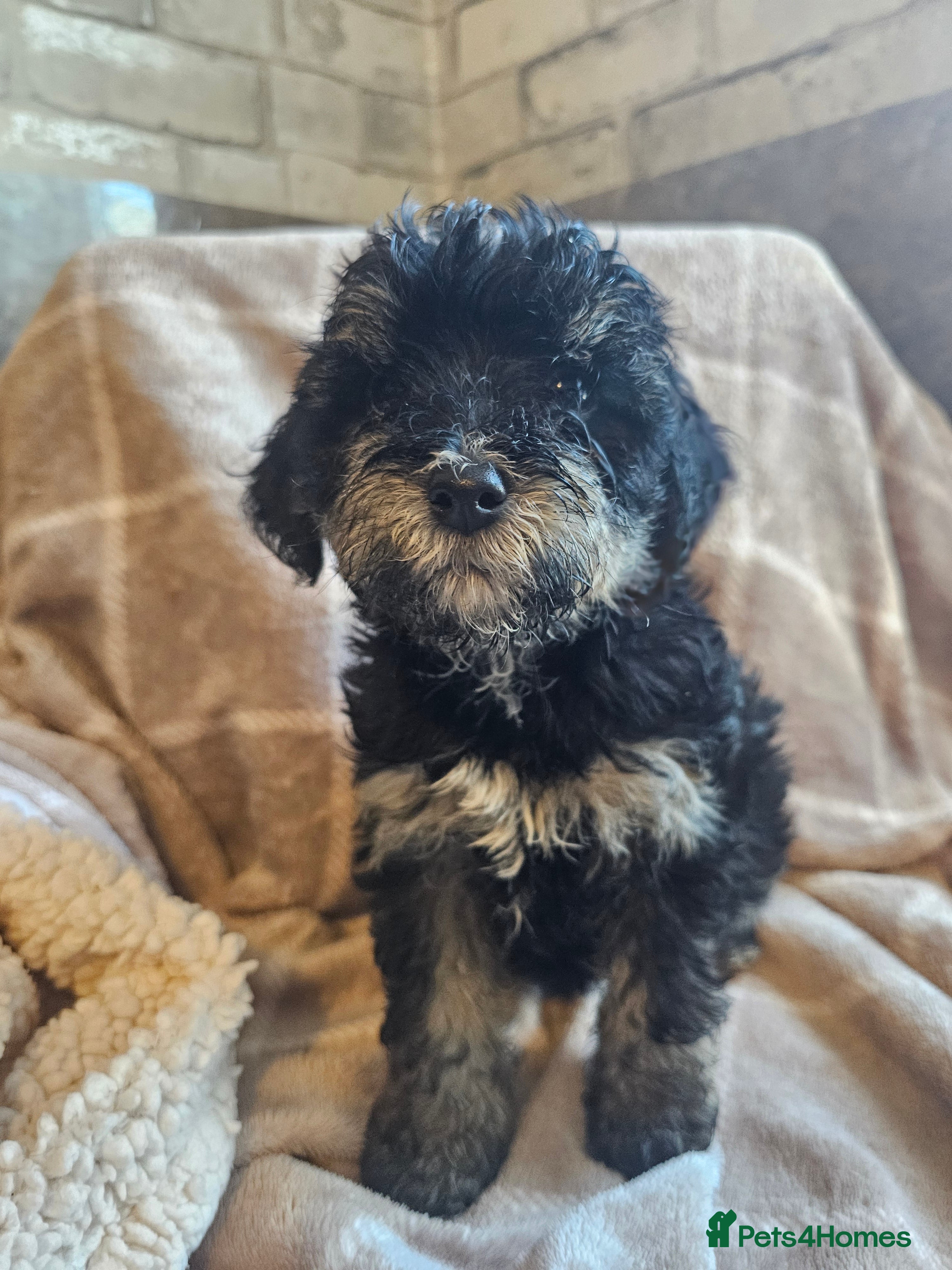 Mixed Breed dogs  **  Toy yorkipoo  - Advert 5