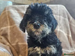 Mixed Breed dogs ** Toy yorkipoo - Advert 5