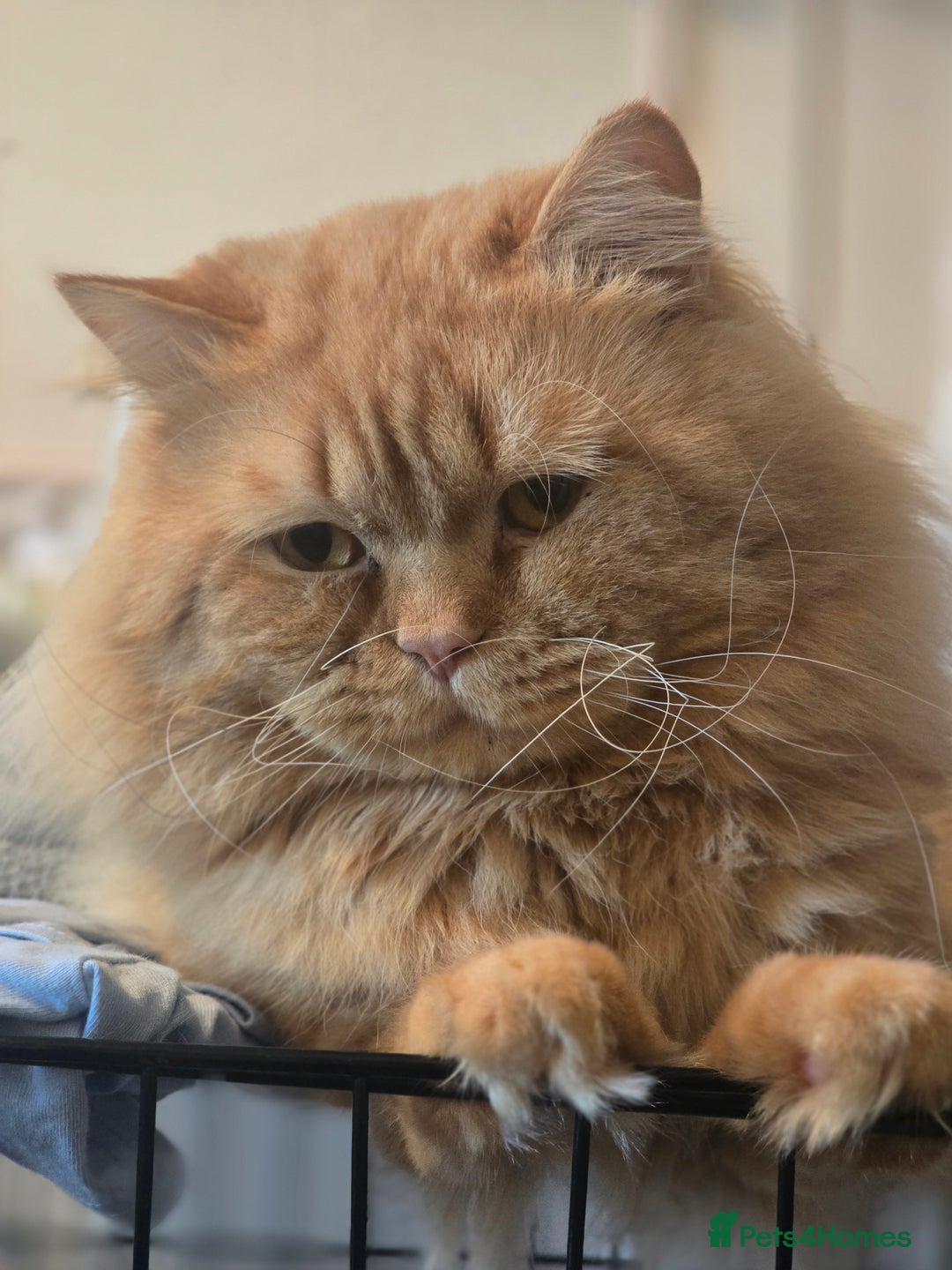 British Shorthair cats for sale: TICA registered British shorthair kittens - Advert 4