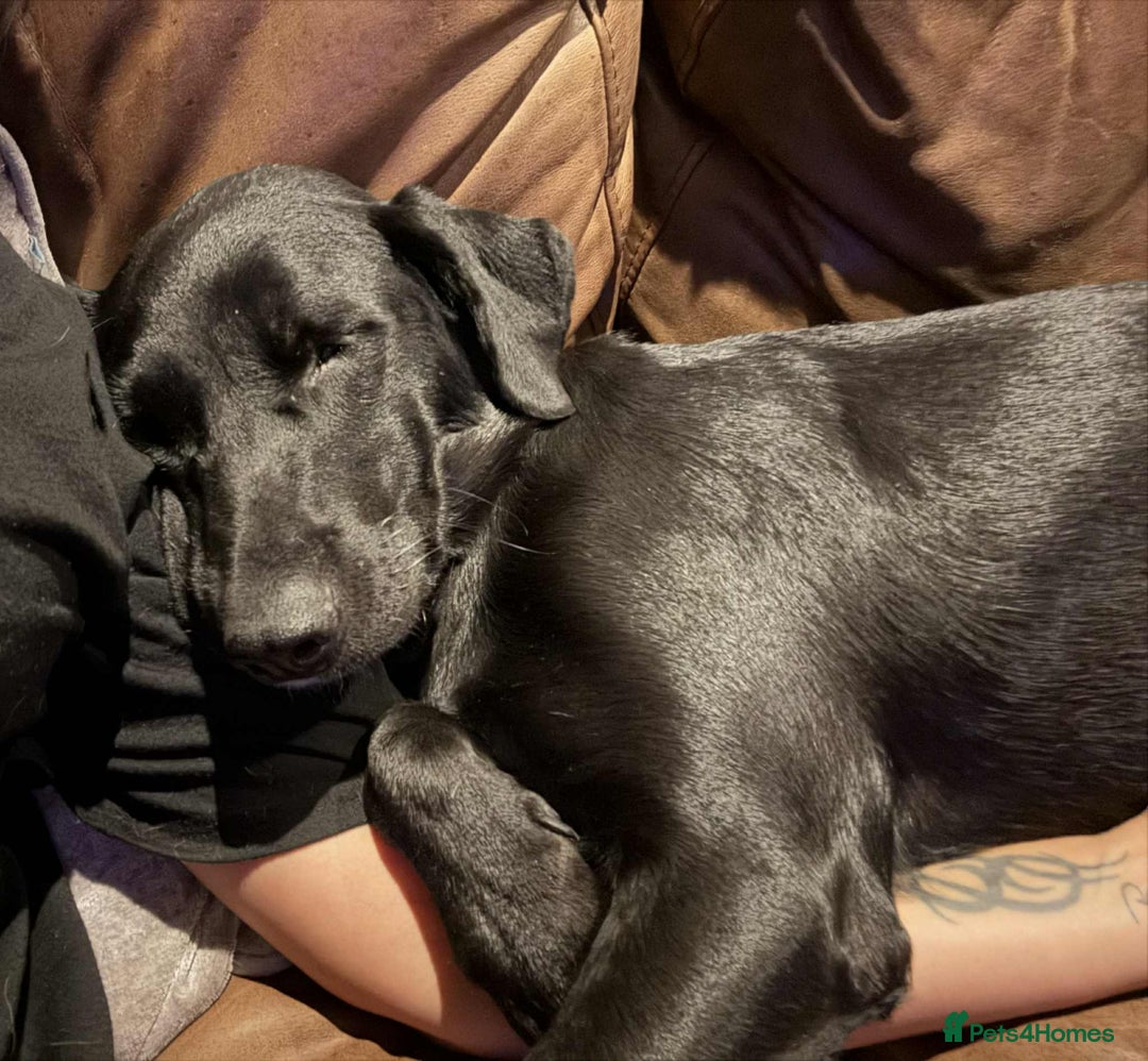 Labrador Retriever dogs for adoption: Pixie - Badersfield Norfolk  - Image 26