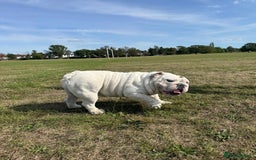 English Bulldog dogs for sale: Champion sired female bulldog for sale  - Image 4