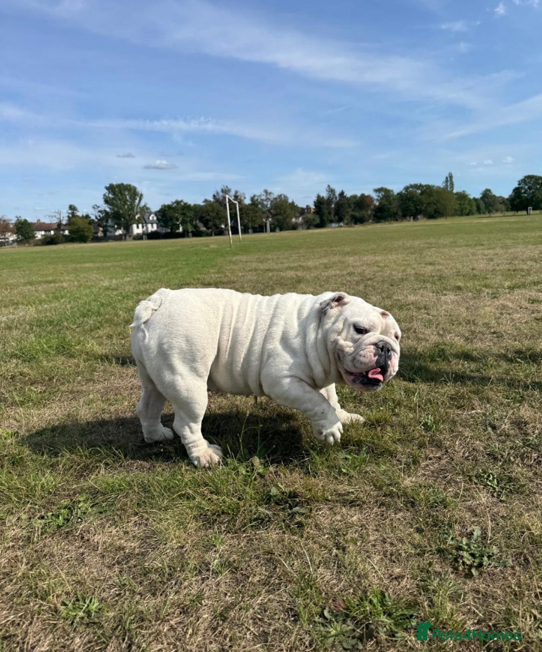 English Bulldog dogs for sale: Champion sired female bulldog for sale  - Image 4