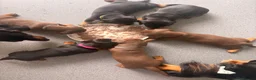 Miniature Dachshund dogs for sale: Miniature dachshund puppy last boy - Advert 11