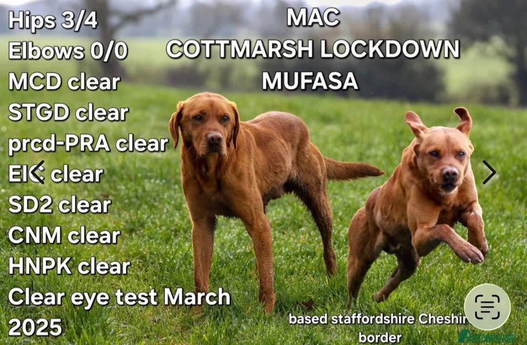 Mixed Breed dogs for sale: Stunning quality Vizslador puppies  - Advert 34