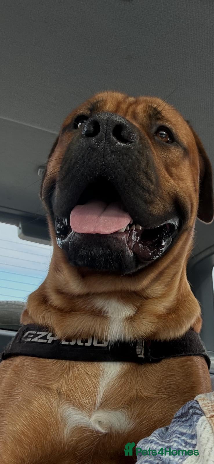 Mixed Breed dogs Dogue de Bordeaux and boerboel mix puppies  - Advert 2