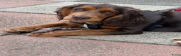 Mixed Breed dogs for sale: Absolutely Gorgeous “Clocker” Girl - Advert 1